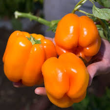 Afbeeldingsresultaat voor orange sun sweet pepper