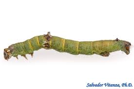 Attēlu rezultāti vaicājumam “Geocrypta galii larva”