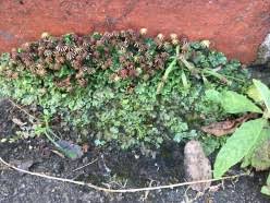 Attēlu rezultāti vaicājumam “Syntrichia virescens”