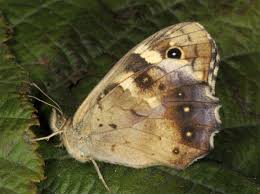 Attēlu rezultāti vaicājumam “Pararge aegeria underside”