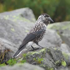 Image result for Nucifraga caryocatactes