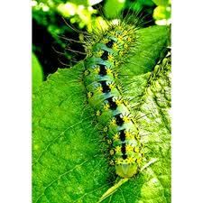 Attēlu rezultāti vaicājumam “Saturnia pavonia eggs”