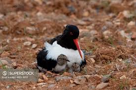 Attēlu rezultāti vaicājumam “Haematopus ostralegus adult”