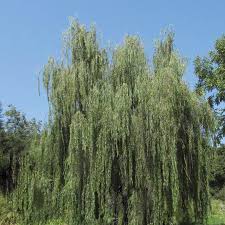 Attēlu rezultāti vaicājumam “Salix”