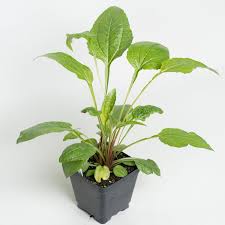 Attēlu rezultāti vaicājumam “Echinacea purpurea leaf”