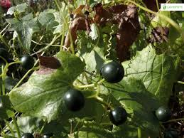 Attēlu rezultāti vaicājumam “Bryonia alba fruit”