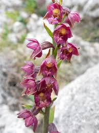 Attēlu rezultāti vaicājumam “Epipactis atrorubens leaf”