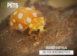 Attēlu rezultāti vaicājumam “Halyzia sedecimguttata”