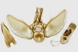Attēlu rezultāti vaicājumam “Eupithecia subumbrata”