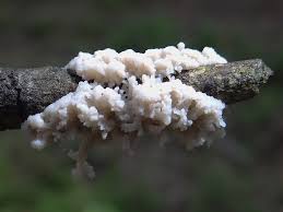 Attēlu rezultāti vaicājumam “Brefeldia maxima macro”