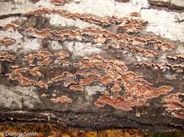 Attēlu rezultāti vaicājumam “Hymenochaete tabacina”