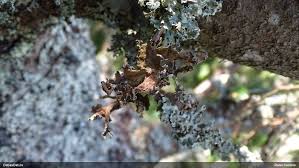 Attēlu rezultāti vaicājumam “Tuckermannopsis chlorophylla”