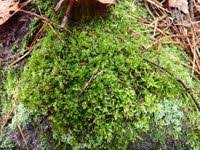 Attēlu rezultāti vaicājumam “Pohlia nutans”