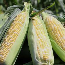 Image result for Mais