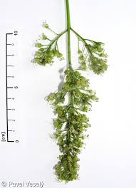 Attēlu rezultāti vaicājumam “Acer pseudoplatanus fo. purpurascens flower”