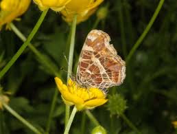 Attēlu rezultāti vaicājumam “Araschnia levana larva”