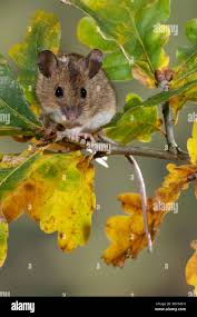 Attēlu rezultāti vaicājumam “Apodemus flavicollis”