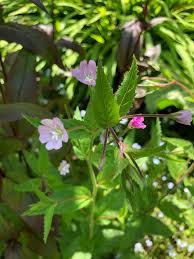 Attēlu rezultāti vaicājumam “Epilobium montanum flower”