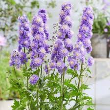 Attēlu rezultāti vaicājumam “Delphinium elatum”