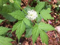 Attēlu rezultāti vaicājumam “Actaea spicata”