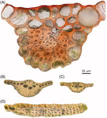Attēlu rezultāti vaicājumam “Isothecium alopecuroides sporophyte”