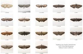 Attēlu rezultāti vaicājumam “Eupithecia icterata female”