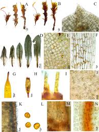 Attēlu rezultāti vaicājumam “Encalypta”