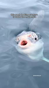 Image result for Mola mola