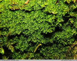 Attēlu rezultāti vaicājumam “Lejeunea cavifolia”