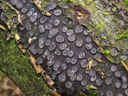 Attēlu rezultāti vaicājumam “Biscogniauxia marginata”