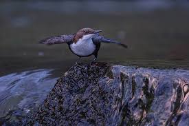 Attēlu rezultāti vaicājumam “Cinclus cinclus”
