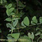 Attēlu rezultāti vaicājumam “Vicia pisiformis”