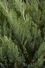 Attēlu rezultāti vaicājumam “Juniperus sabina”
