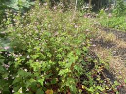 Attēlu rezultāti vaicājumam “Fagopyrum esculentum”