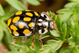 Attēlu rezultāti vaicājumam “Sospita vigintiguttata”