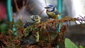 Attēlu rezultāti vaicājumam “Cyanistes caeruleus adult”