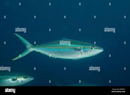 Image result for Elagatis bipinnulata