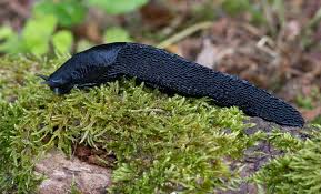 Attēlu rezultāti vaicājumam “Limax cinereoniger”