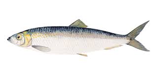 Image result for Clupea harengus