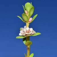 Attēlu rezultāti vaicājumam “Glaux maritima leaf”