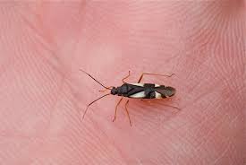 Attēlu rezultāti vaicājumam “Dryophilocoris flavoquadrimaculatus”