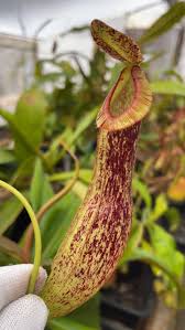 Attēlu rezultāti vaicājumam “Bulbochaete mirabilis”