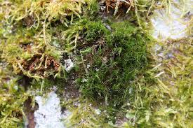 Attēlu rezultāti vaicājumam “Dicranum flagellare”