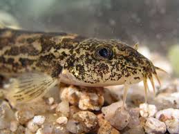 Attēlu rezultāti vaicājumam “Barbatula barbatula”