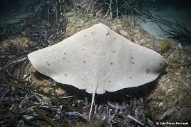 Image result for Gymnura altavela