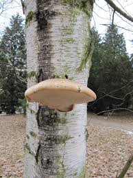 Attēlu rezultāti vaicājumam “Piptoporus betulinus”