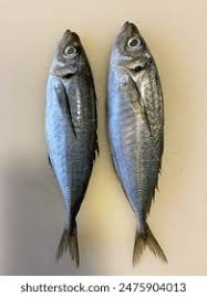 Image result for ikan