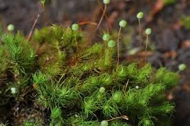 Attēlu rezultāti vaicājumam “Bartramia pomiformis”