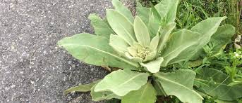 Attēlu rezultāti vaicājumam “Verbascum thapsus bud”