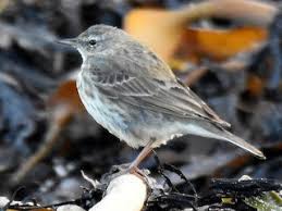 Image result for Anthus petrosus